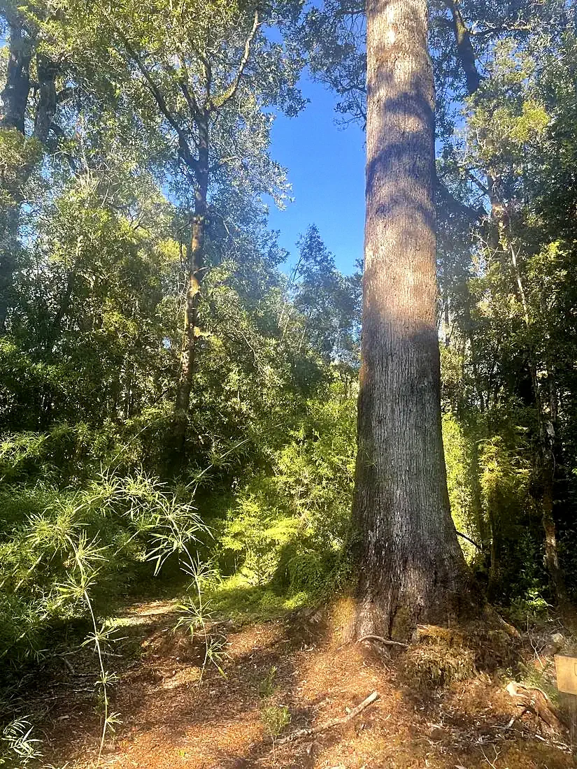 Bosque nativo chileno