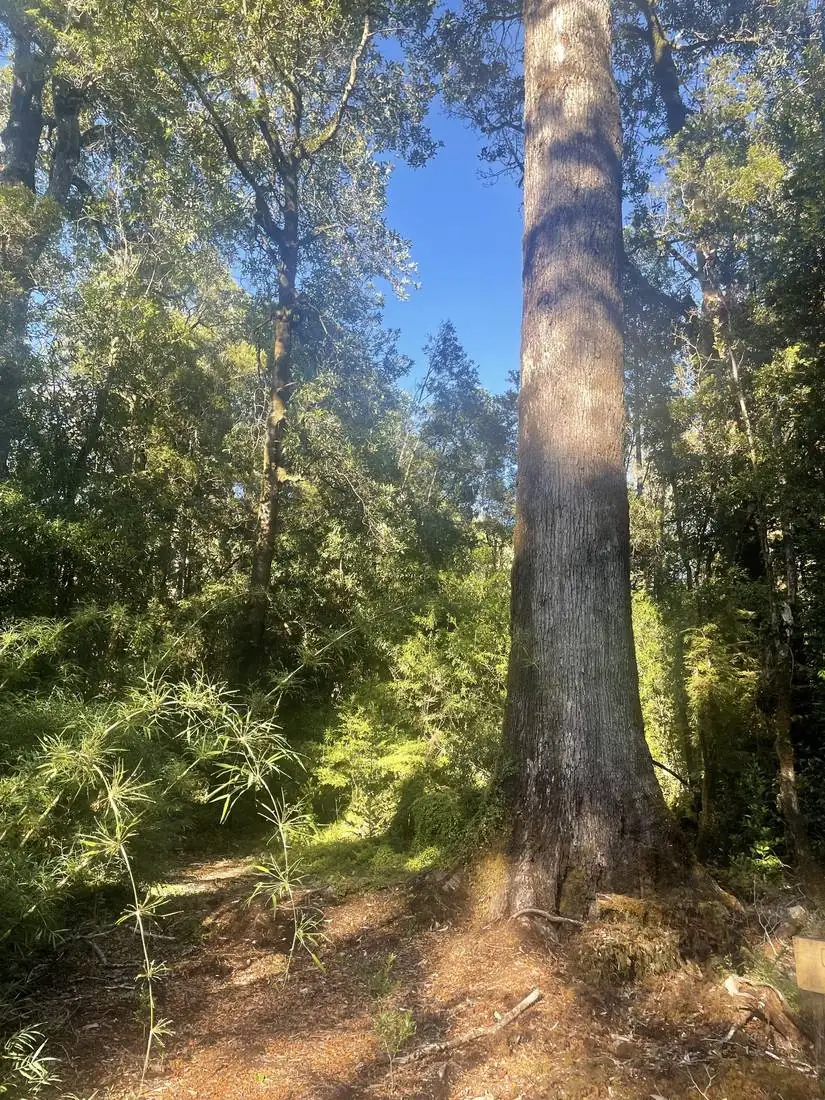 Bosque nativo chileno