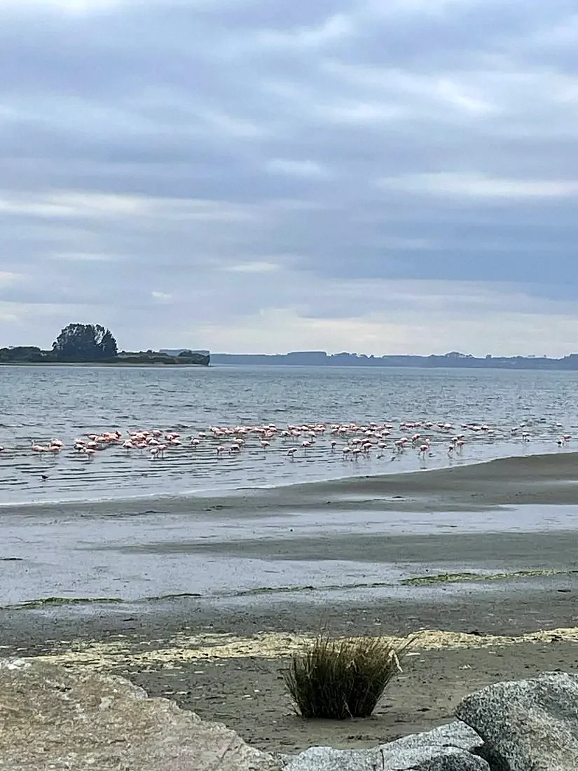 Flamencos en laguna