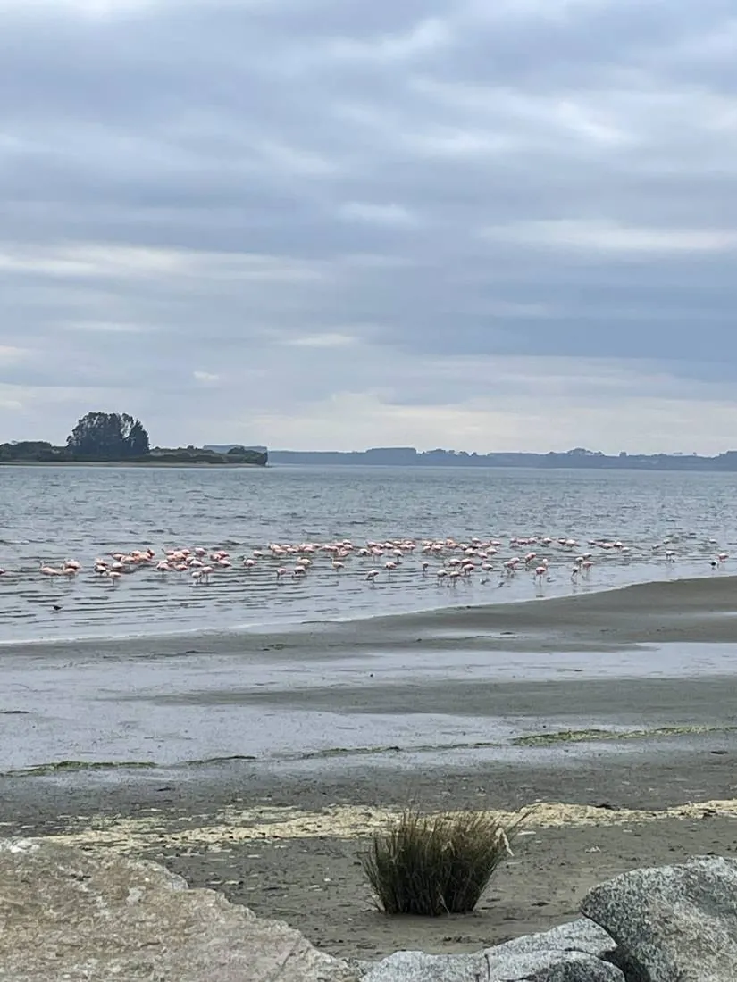 Flamencos en laguna