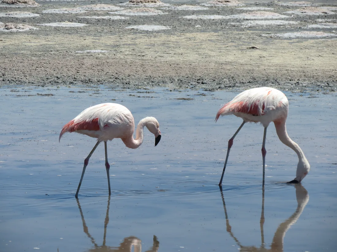Flamencos en el Salar de Atacama al atardecer