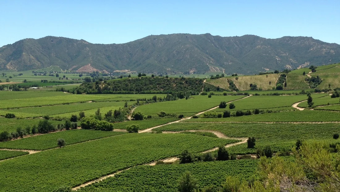 Viñedo en el Valle Central